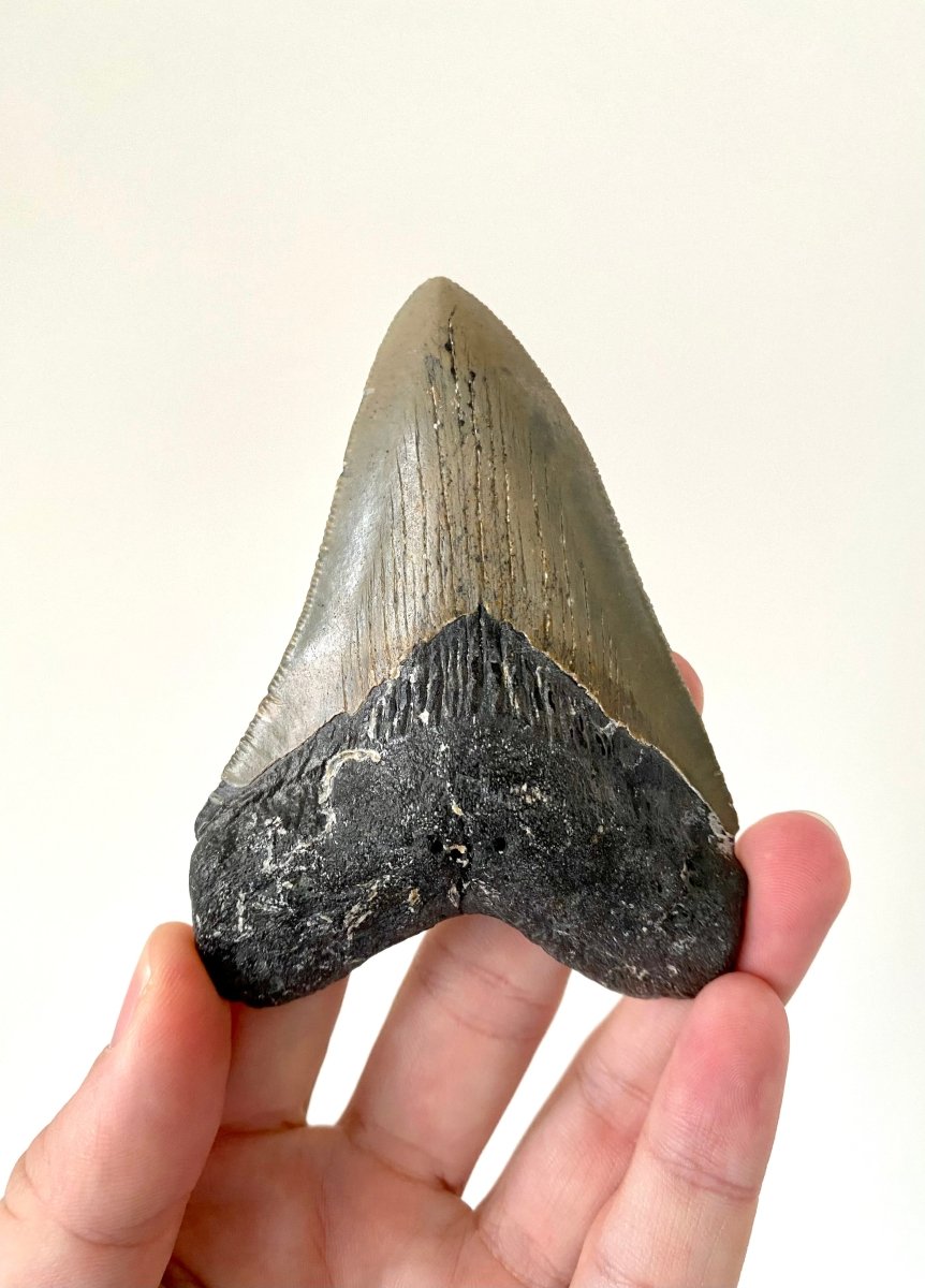 Megalodon shark tooth fossil from USA - FossilsAndMore