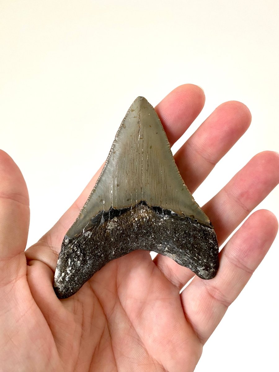 Megalodon shark tooth fossil from USA - FossilsAndMore