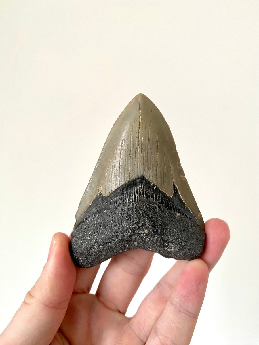 Megalodon shark tooth fossil from USA - FossilsAndMore