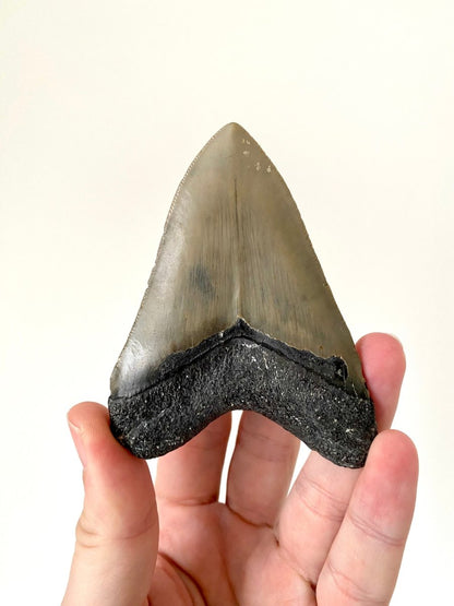 Megalodon shark tooth fossil from USA - FossilsAndMore