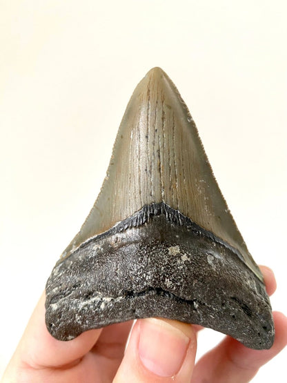 Megalodon shark tooth fossil from USA - FossilsAndMore