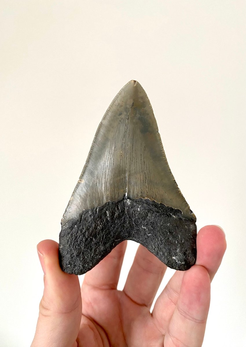 Megalodon shark tooth fossil from USA - FossilsAndMore