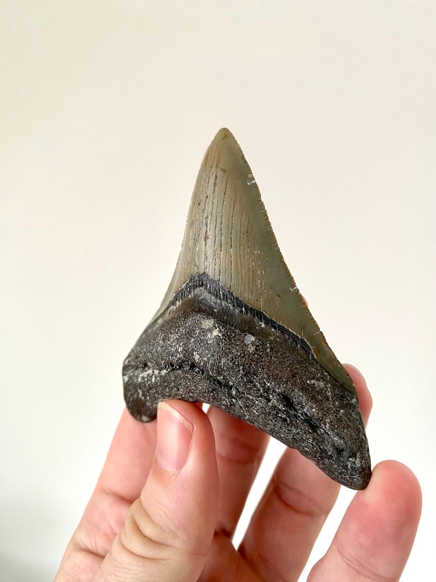 Megalodon shark tooth fossil from USA - FossilsAndMore