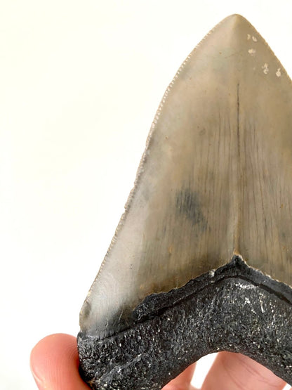 Megalodon shark tooth fossil from USA - FossilsAndMore