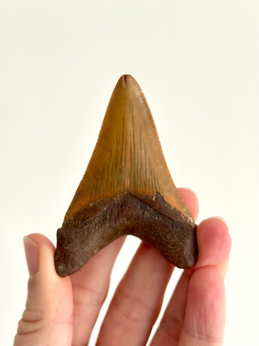 Megalodon tooth fossil (3.19") - Miocene, USA - FossilsAndMore
