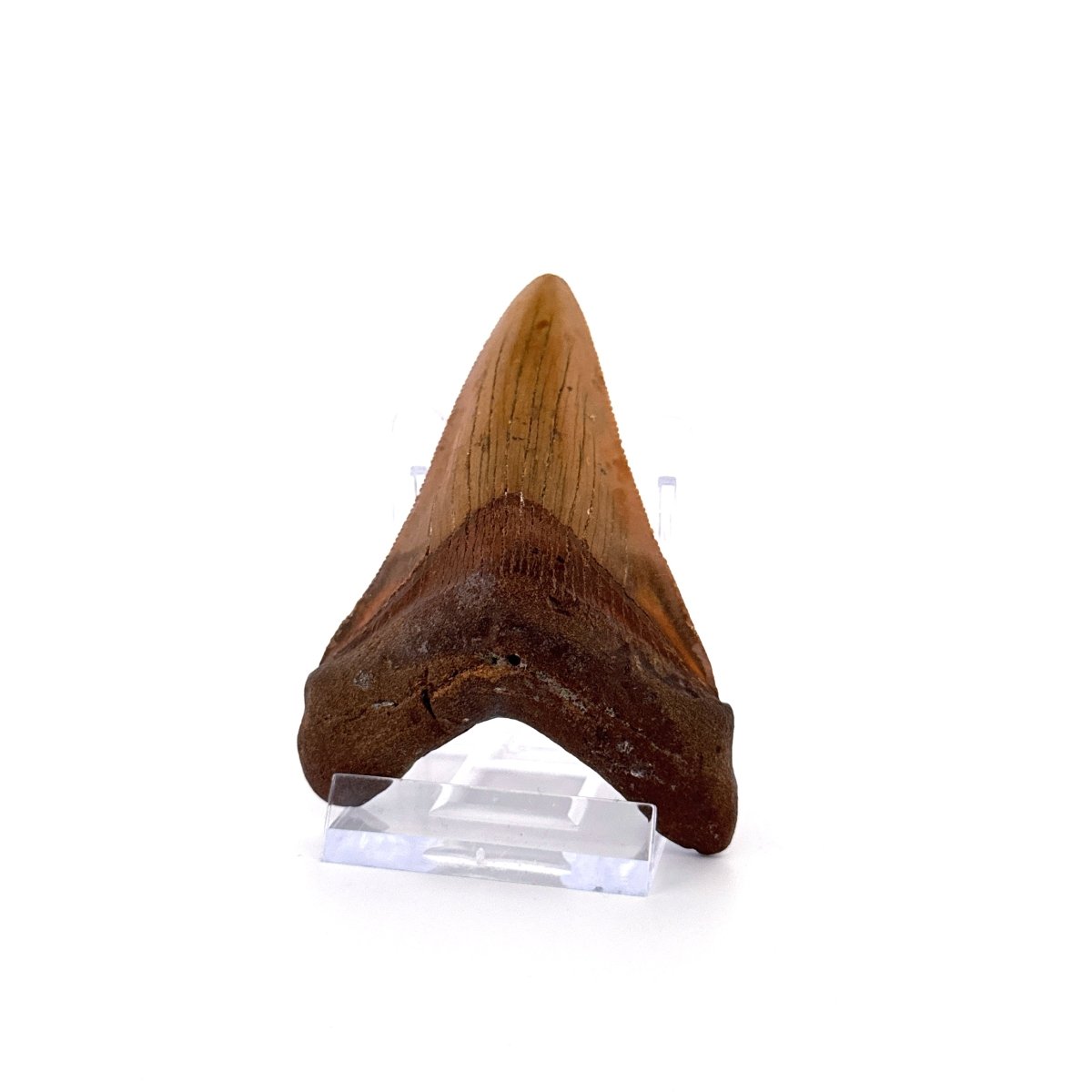 Megalodon tooth fossil (3.19") - Miocene, USA - FossilsAndMore