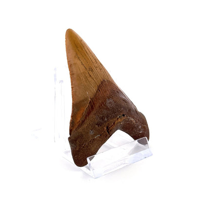 Megalodon tooth fossil (3.19") - Miocene, USA - FossilsAndMore