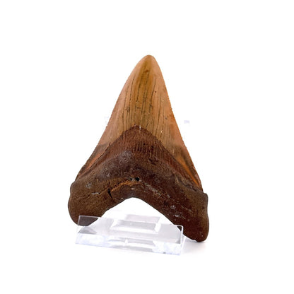 Megalodon tooth fossil (3.19") - Miocene, USA - FossilsAndMore