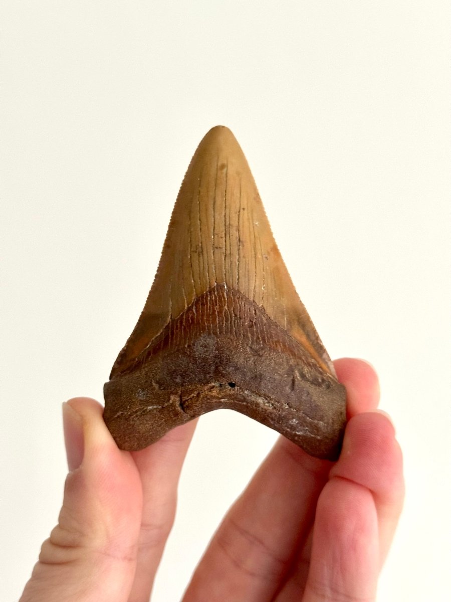 Megalodon tooth fossil (3.19") - Miocene, USA - FossilsAndMore