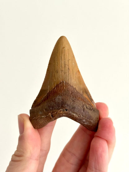 Megalodon tooth fossil (3.19") - Miocene, USA - FossilsAndMore
