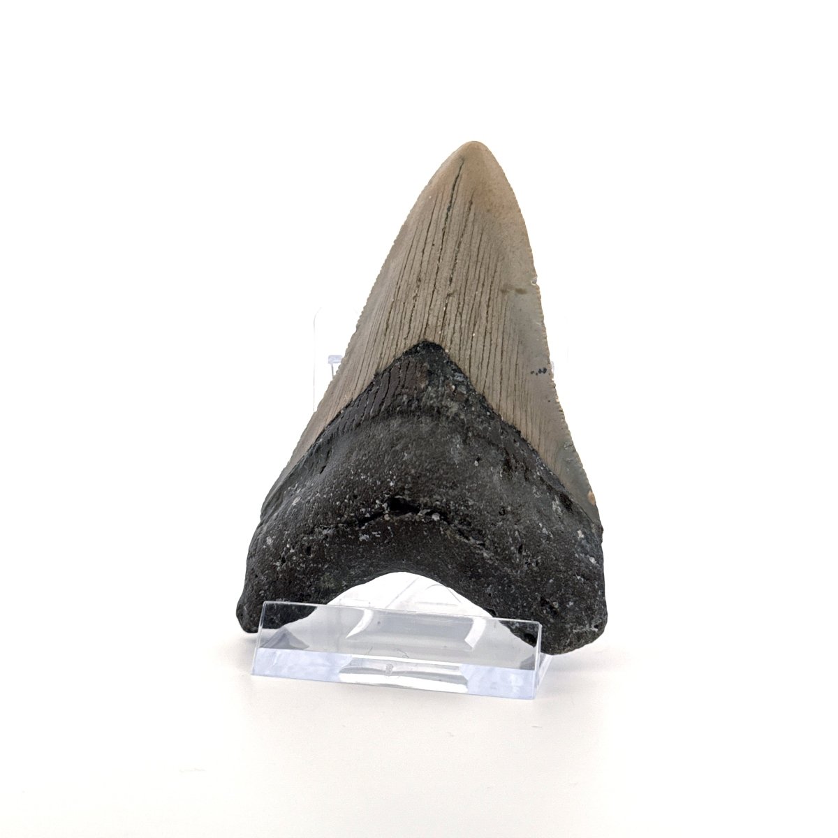 Megalodon tooth fossil (3.31") from Miocene, USA - FossilsAndMore
