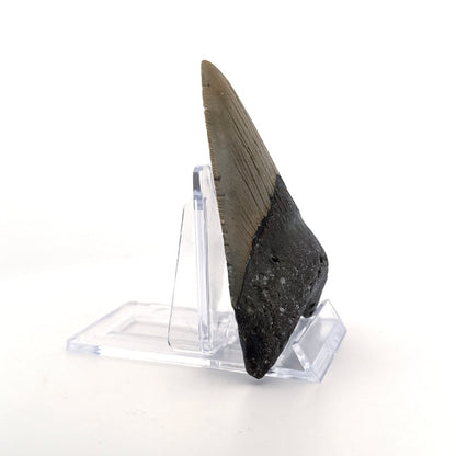 Megalodon tooth fossil (3.31") from Miocene, USA - FossilsAndMore