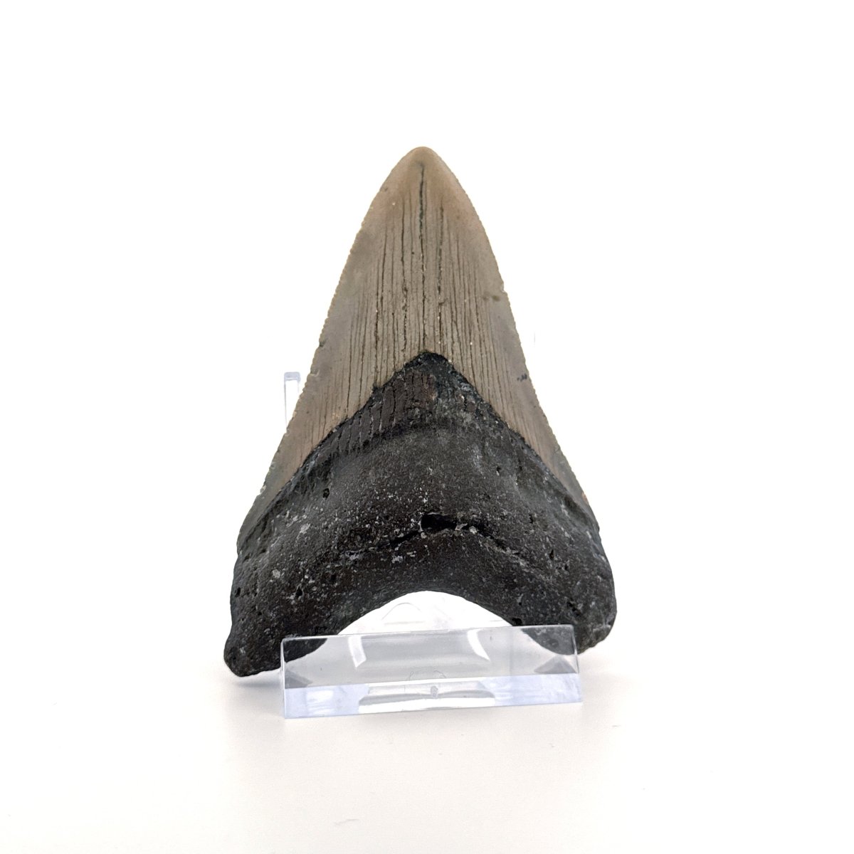 Megalodon tooth fossil (3.31") from Miocene, USA - FossilsAndMore