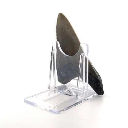 Megalodon tooth fossil (3.31") from Miocene, USA - FossilsAndMore