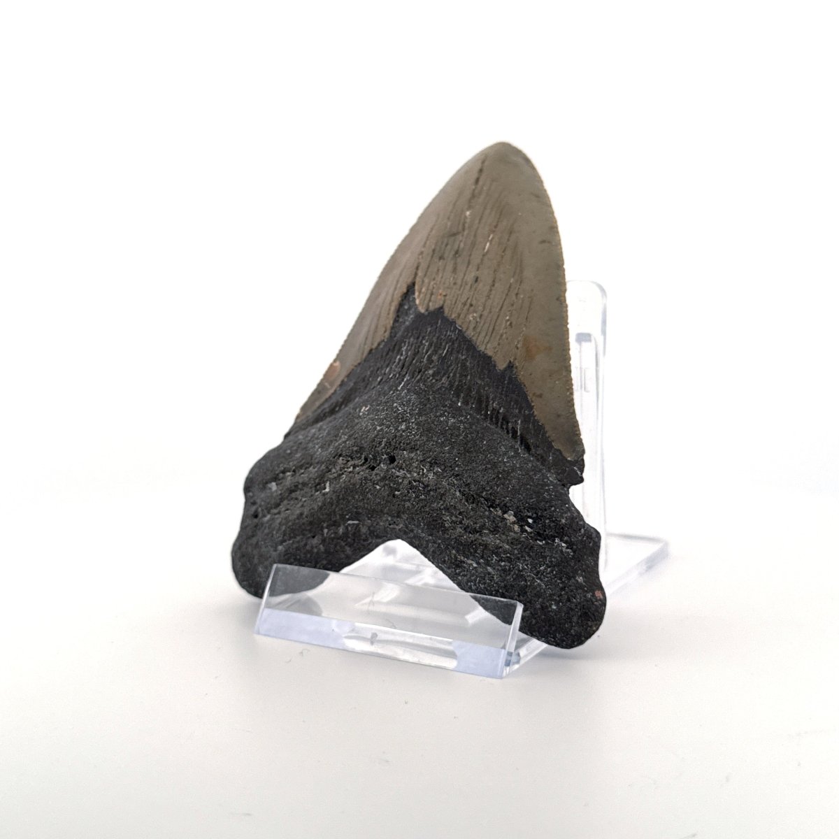 Megalodon tooth fossil (3.35") from Miocene, USA - FossilsAndMore