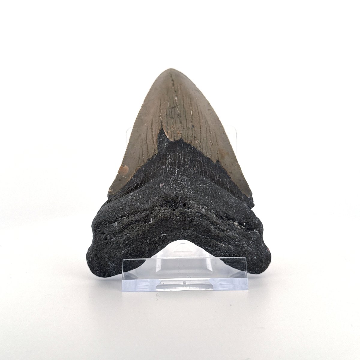 Megalodon tooth fossil (3.35") from Miocene, USA - FossilsAndMore