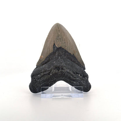 Megalodon tooth fossil (3.35") from Miocene, USA - FossilsAndMore