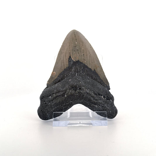 Megalodon tooth fossil (3.35") from Miocene, USA - FossilsAndMore