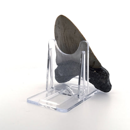 Megalodon tooth fossil (3.35") from Miocene, USA - FossilsAndMore