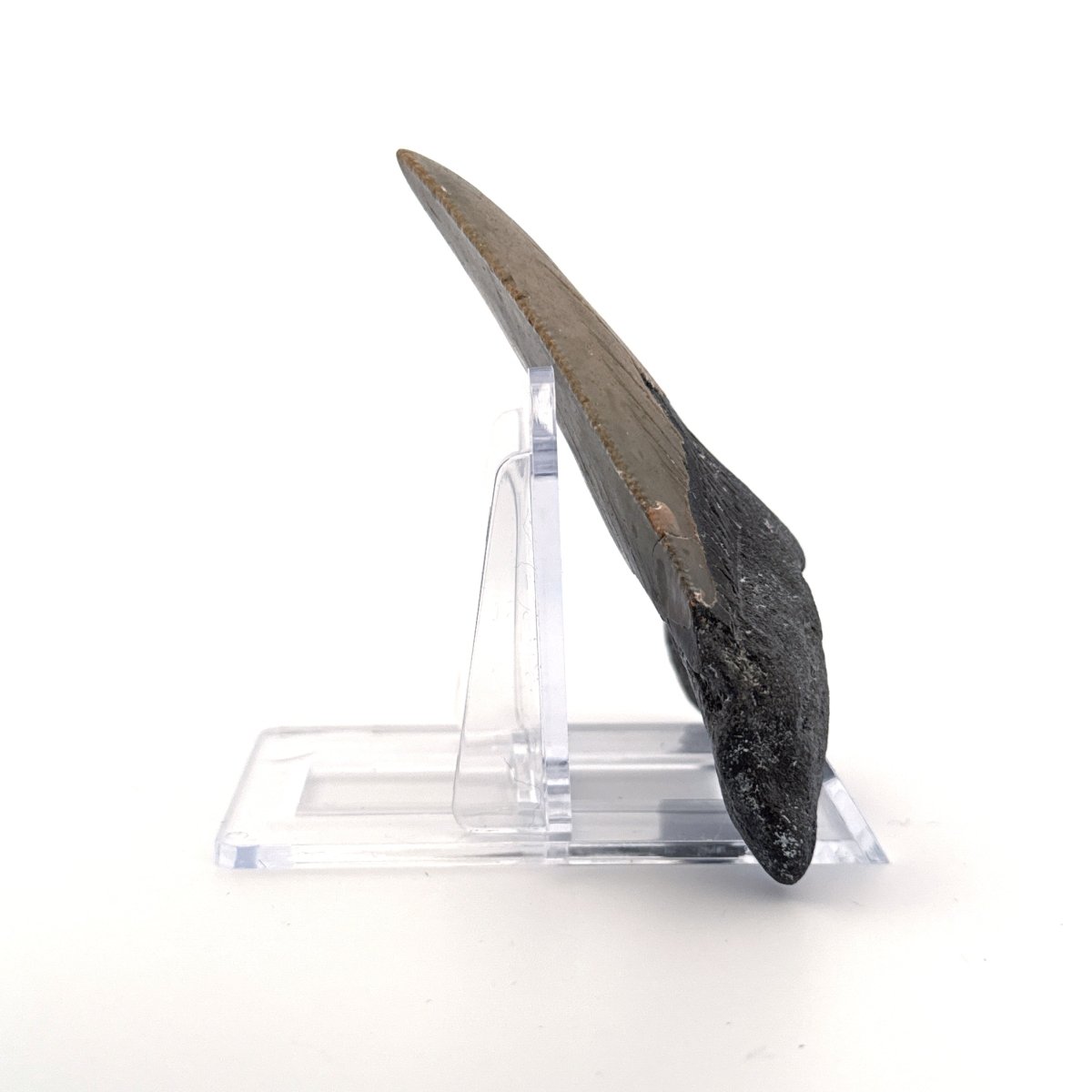 Megalodon tooth fossil (3.35") from Miocene, USA - FossilsAndMore