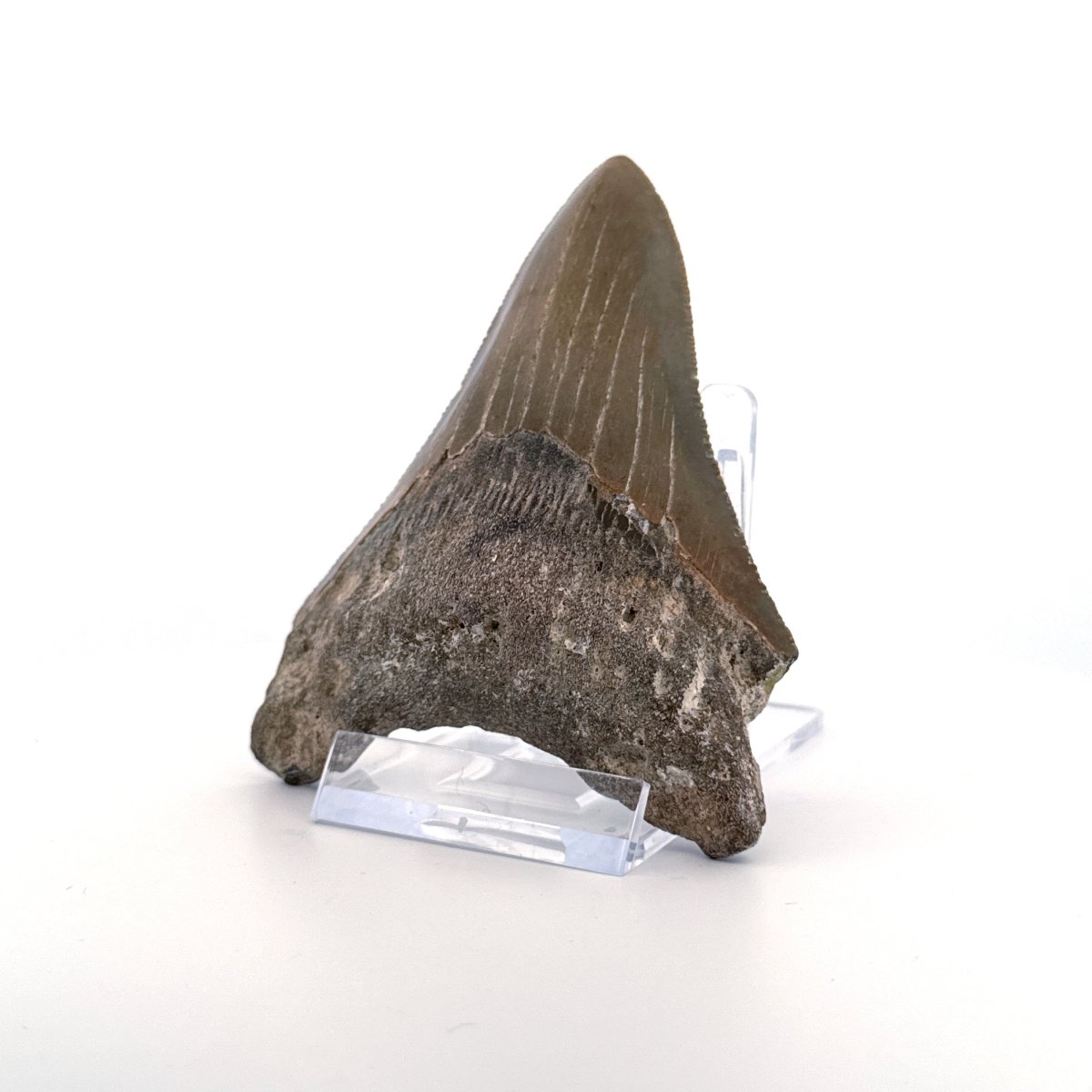 Megalodon tooth fossil (3.56") from Miocene, USA - FossilsAndMore