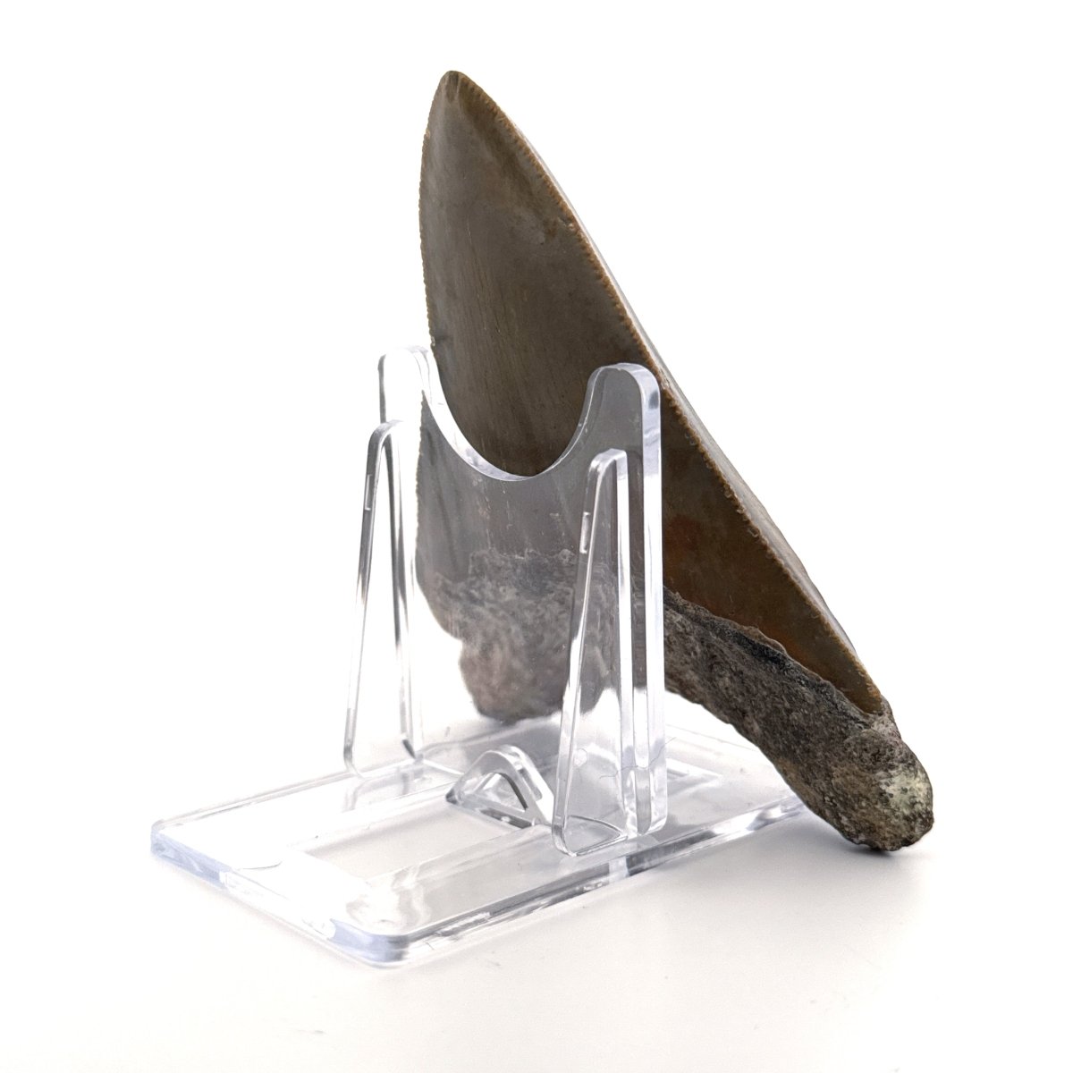 Megalodon tooth fossil (3.56") from Miocene, USA - FossilsAndMore