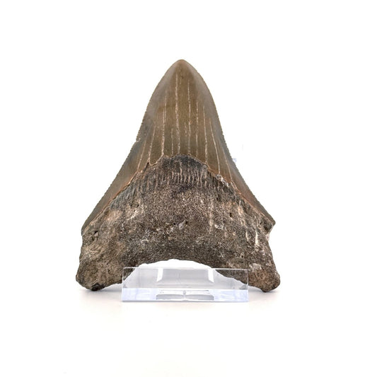 Megalodon tooth fossil (3.56") from Miocene, USA - FossilsAndMore