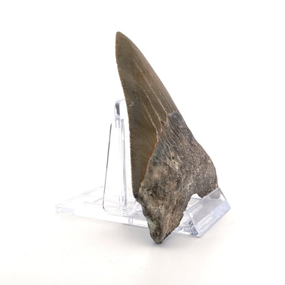 Megalodon tooth fossil (3.56") from Miocene, USA - FossilsAndMore