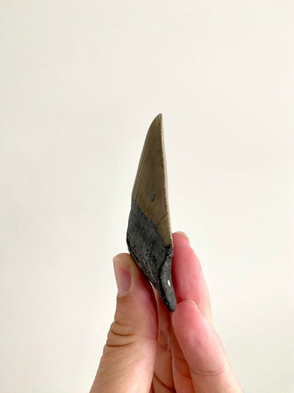 Megalodon tooth fossil (3.70") - Miocene period, USA - FossilsAndMore