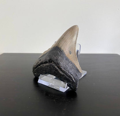 Megalodon tooth fossil (3.70") - Miocene period, USA - FossilsAndMore