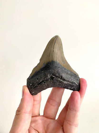 Megalodon tooth fossil (3.70") - Miocene period, USA - FossilsAndMore