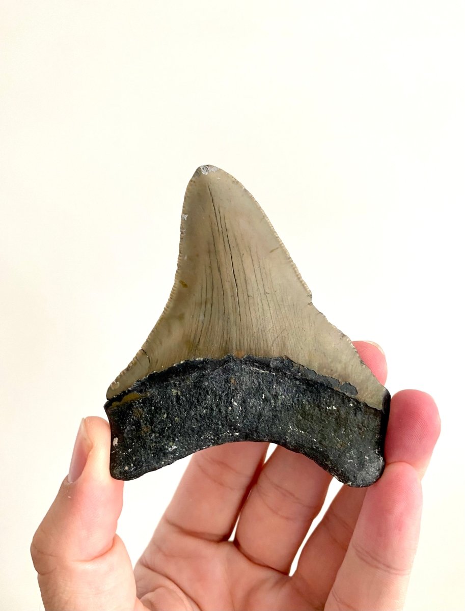 Megalodon tooth fossil (3.70") - Miocene period, USA - FossilsAndMore