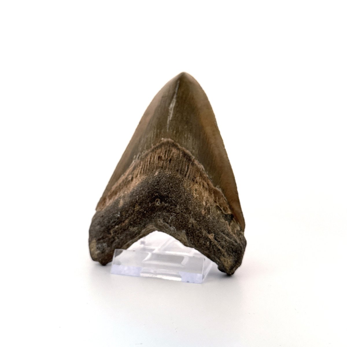 Megalodon tooth fossil (4.10") - Miocene, USA - FossilsAndMore