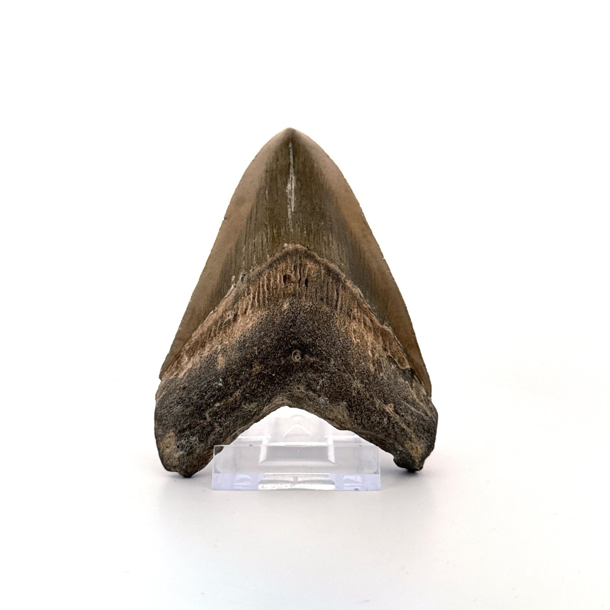 Megalodon tooth fossil (4.10") - Miocene, USA - FossilsAndMore