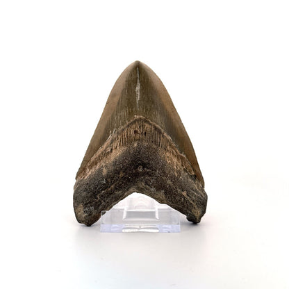 Megalodon tooth fossil (4.10") - Miocene, USA - FossilsAndMore