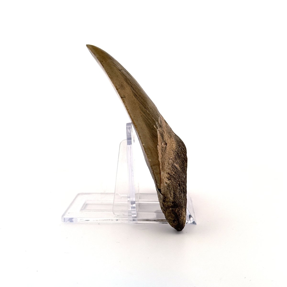 Megalodon tooth fossil (4.10") - Miocene, USA - FossilsAndMore