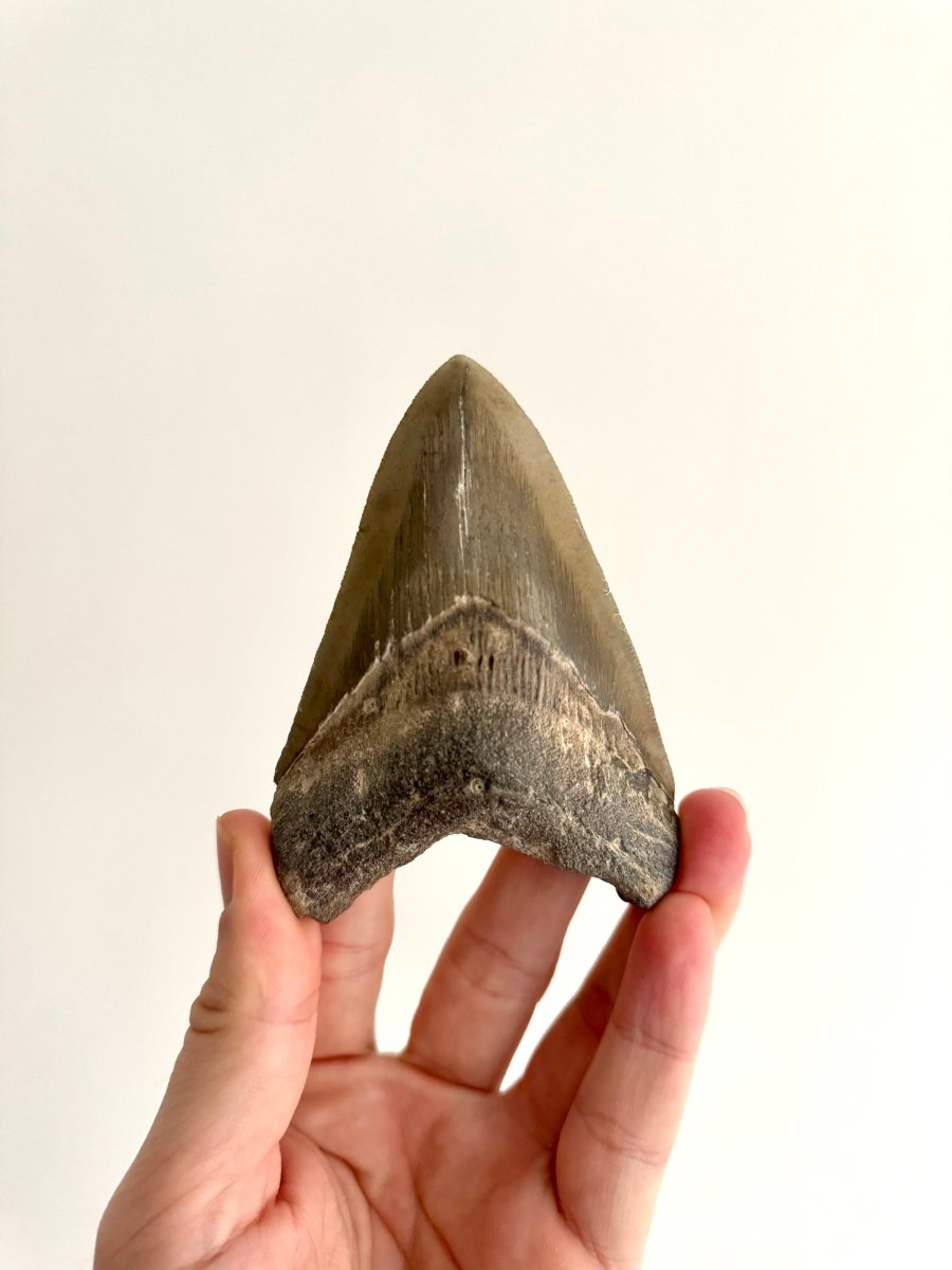 Megalodon tooth fossil (4.10") - Miocene, USA - FossilsAndMore