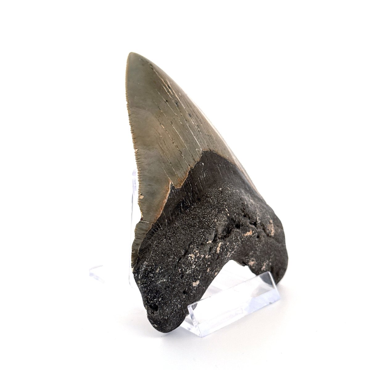 Megalodon tooth fossil (4.17") - Miocene, USA - FossilsAndMore