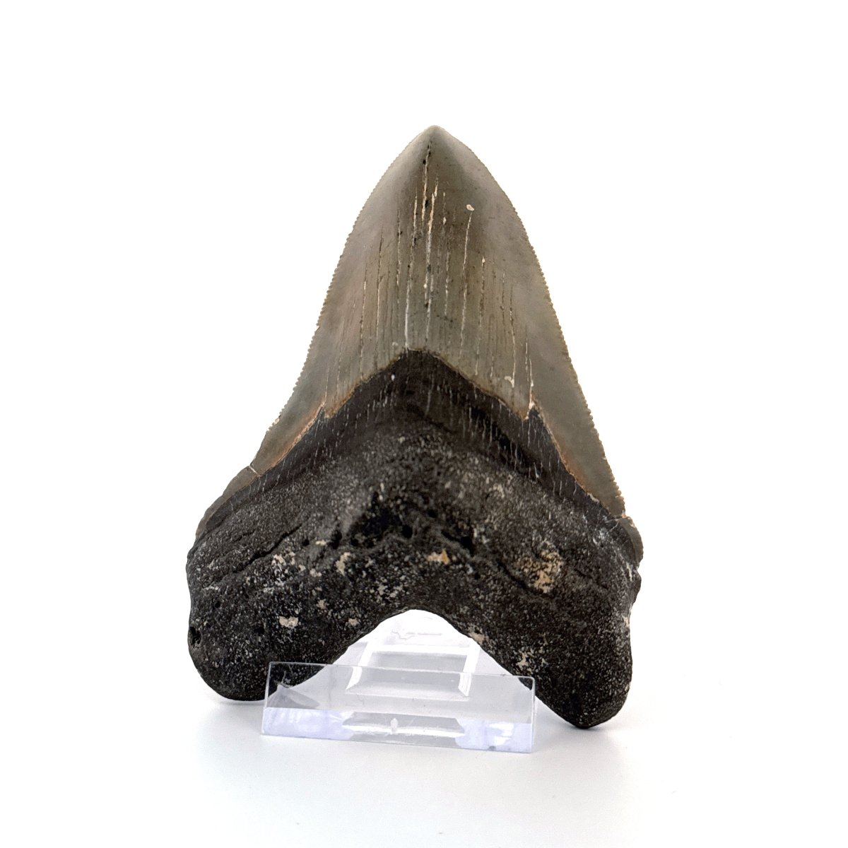 Megalodon tooth fossil (4.17") - Miocene, USA - FossilsAndMore