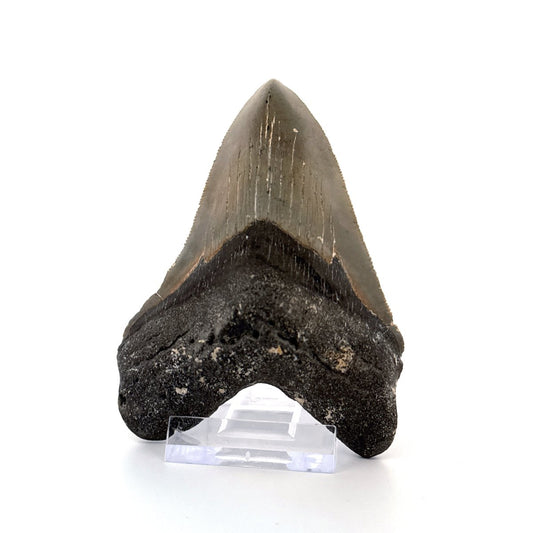 Megalodon tooth fossil (4.17") - Miocene, USA - FossilsAndMore