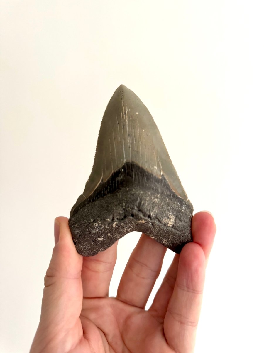 Megalodon tooth fossil (4.17") - Miocene, USA - FossilsAndMore