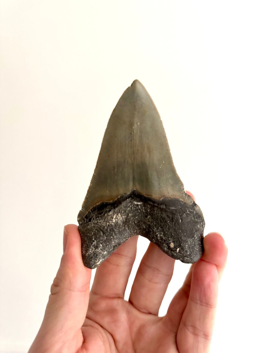 Megalodon tooth fossil (4.17") - Miocene, USA - FossilsAndMore