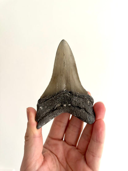 Megalodon tooth fossil (4.28") - Miocene, USA - FossilsAndMore