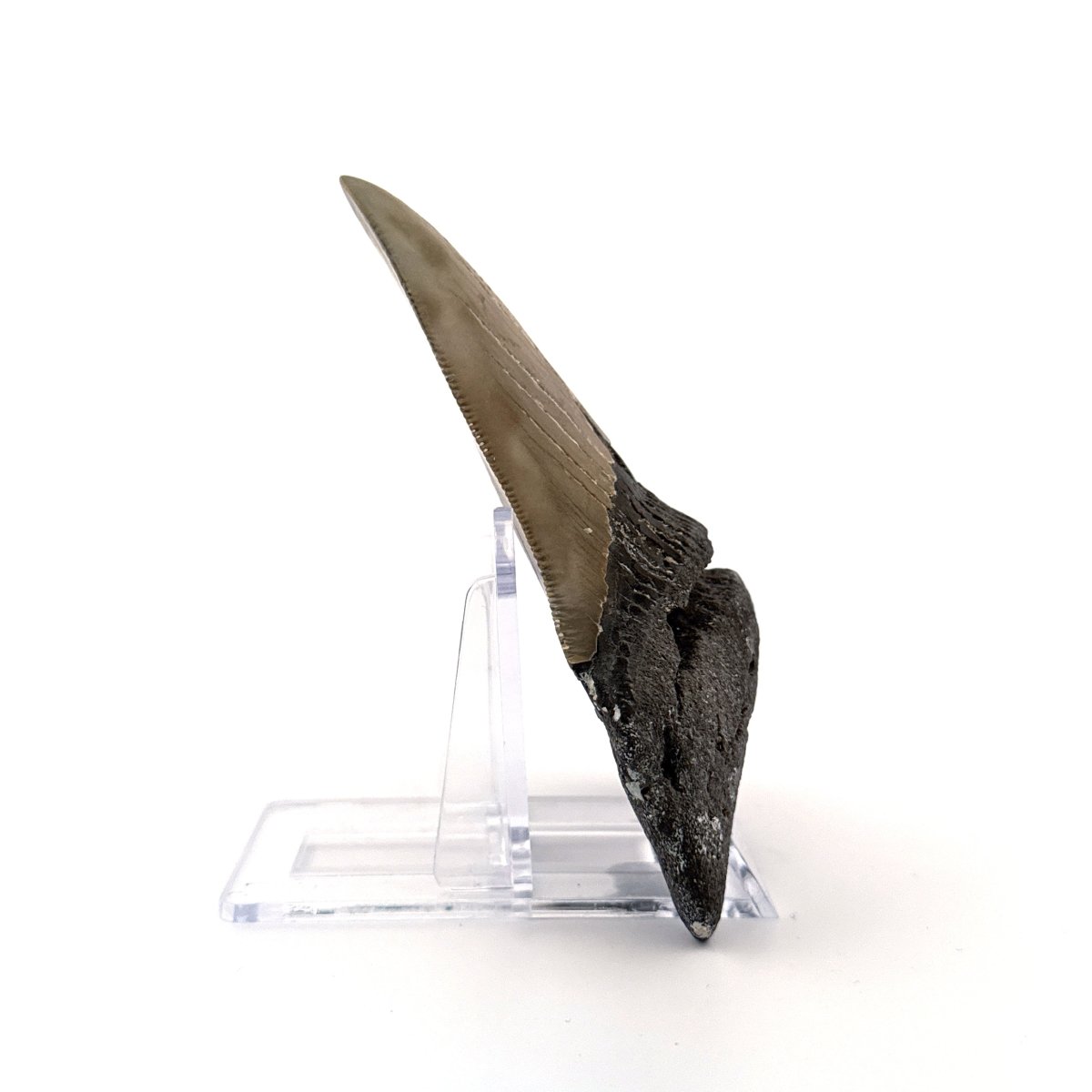 Megalodon tooth fossil (4.28") - Miocene, USA - FossilsAndMore