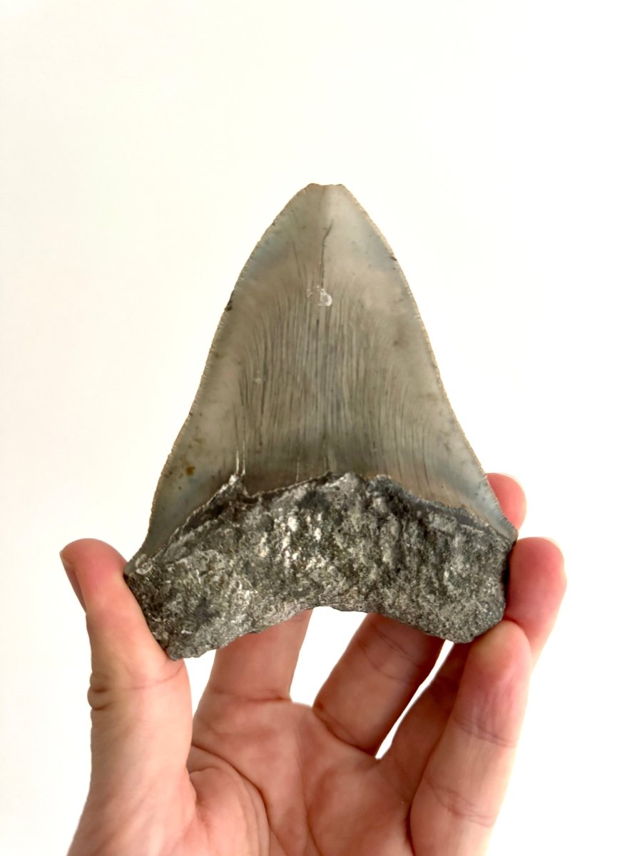 Megalodon tooth fossil (4.39") - Miocene, USA - FossilsAndMore