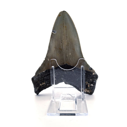 Megalodon tooth fossil (4.54") from Miocene, USA - FossilsAndMore