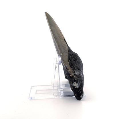 Megalodon tooth fossil (4.54") from Miocene, USA - FossilsAndMore