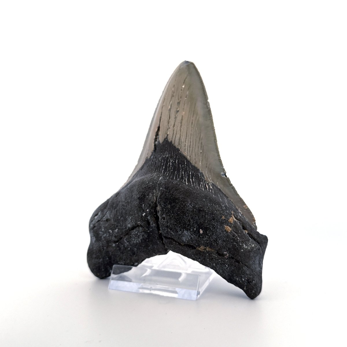 Megalodon tooth fossil (4.54") from Miocene, USA - FossilsAndMore