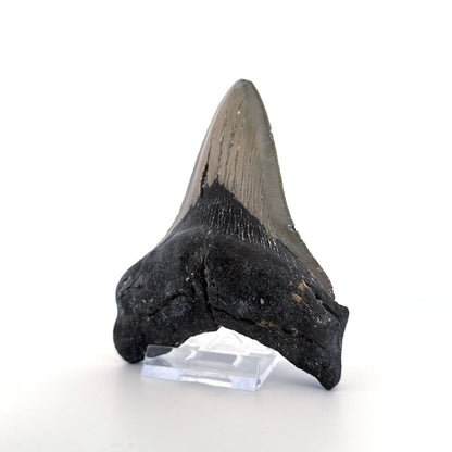 Megalodon tooth fossil (4.54") from Miocene, USA - FossilsAndMore