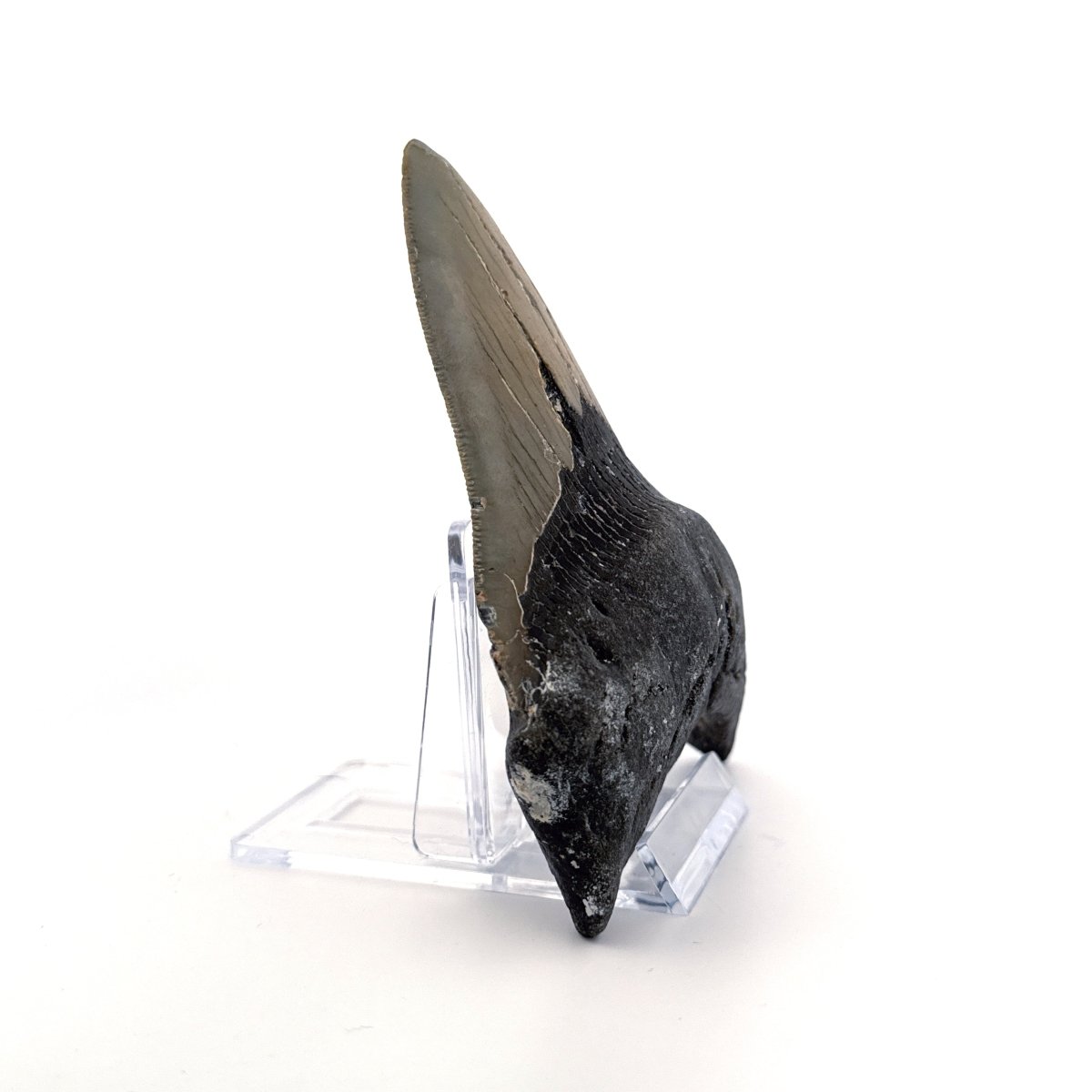 Megalodon tooth fossil (4.54") from Miocene, USA - FossilsAndMore